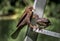 Young Eurasian Blackbird Fledgling Sits On Ladder and Gets Fed With Insect By Its Mother