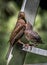 Young Eurasian Blackbird Fledgling Sits On Ladder and Gets Fed With Insect By Its Mother