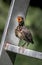 Young Eurasian Blackbird Fledgling Sits On Ladder and Waits To Be Fed With Wide Open Beak