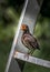 Young Eurasian Blackbird Fledgling Sits On Ladder and Waits To Be Fed With Wide Open Beak