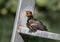 Young Eurasian Blackbird Fledgling Sits On Ladder and Waits To Be Fed With Wide Open Beak