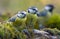 Young Eurasian blue tits cyanistes caeruleus sitting together for posing on mossy wooden branch at summer time