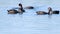 Young Eurasian coot birds eating, playing on lake