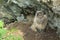 Young Eurasian eagle-owl & x28;Bubo bubo& x29; Germany