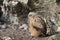 Young Eurasian eagle-owl & x28;Bubo bubo& x29; Germany