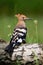 Young Eurasian hoopoe sitting on tree trunk in summer.