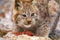 Young eurasian lynx eating meat in the forest at early winter