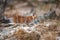 Young eurasian lynx lurking silent in the forest at early winter