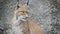 Young Eurasian Lynx portrait