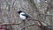 Young Eurasian magpie sits on a branch and looks around with interest