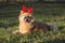 Young Eurasian male dog with reindeer ears