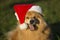 Young Eurasian male dog with SantaÂ´s hat