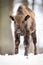 Young european bison approaching from front view on snow in winter forest