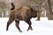 Young european bison running on snow in winter forest