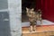 Young european cat standing in the entry of house observing in the street