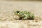 Young european common green toad