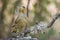 Young European greenfinch bird Chloris chloris in the wild