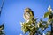 Young European greenfinch Chloris chloris on an apple tree