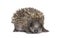 Young European hedgehog looking at the camera