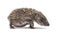 Young European hedgehog walking side view isolated