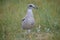 Young European Herring Gull (Larus argentatus)
