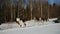 Young European male musher drives team of Alaskan huskies.