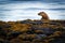 Young European Otter Lutra lutra cub or kit on rocky shore