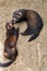 Young European Polecats playing in the sunshine