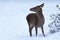 Young European roe deer. Beautiful animals Capreolus on the snow in the winter park