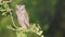 Young European scops owl Otus scops sitting on a branch