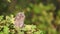 Young European scops owl Otus scops sitting on a branch