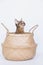 Young European shorthair cat sitting in wicker basket.