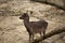 Young European wild deer in the woods