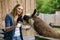 Young european woman feeding fluffy furry alpacas lama. Happy excited adult feeds guanaco in a wildlife park. Family