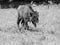 Young european wood bison in Bialowieza primeval forest