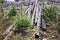 Young Evergreen Trees Growing Beside Cut Logs