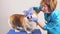 Young experienced female vet examining a breed dog in the clinic.