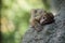 Young expressive macaque on rock in the forest