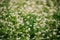 Young Fagopyrum Flowering plant in Summer Day. Close up. Green manure From Family Polygonaceae