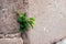 young fagus sylvatica growing in a medieval stone wall