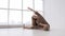 Young fair-haired woman doing yoga in studio on a sunny morning