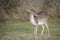 Young fallow buck