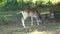 Young Fallow Deer