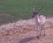 Young Fallow Deer