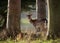 Young Fallow Deer Buck in Wood