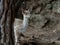 Young fallow deer Cervus dama behind a tree