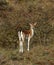 Young fallow deer enjoying the last autumn sunshine