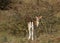 Young fallow deer enjoying the last autumn sunshine