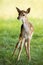 Young fallow deer fawn standing on green meadow in summer