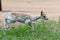 Young fallow deer jumping